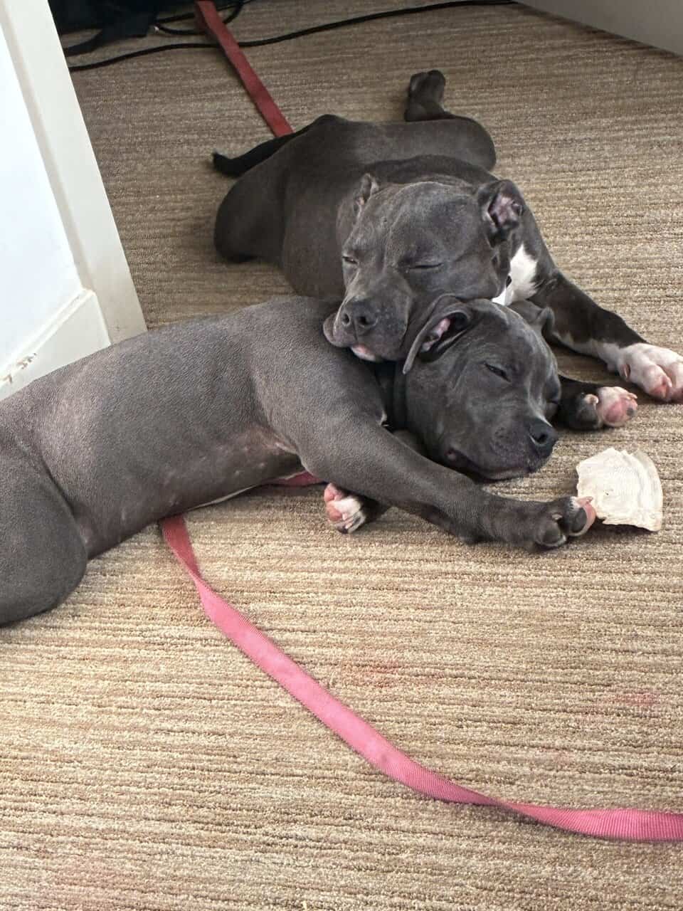 Xl bully female image 6
