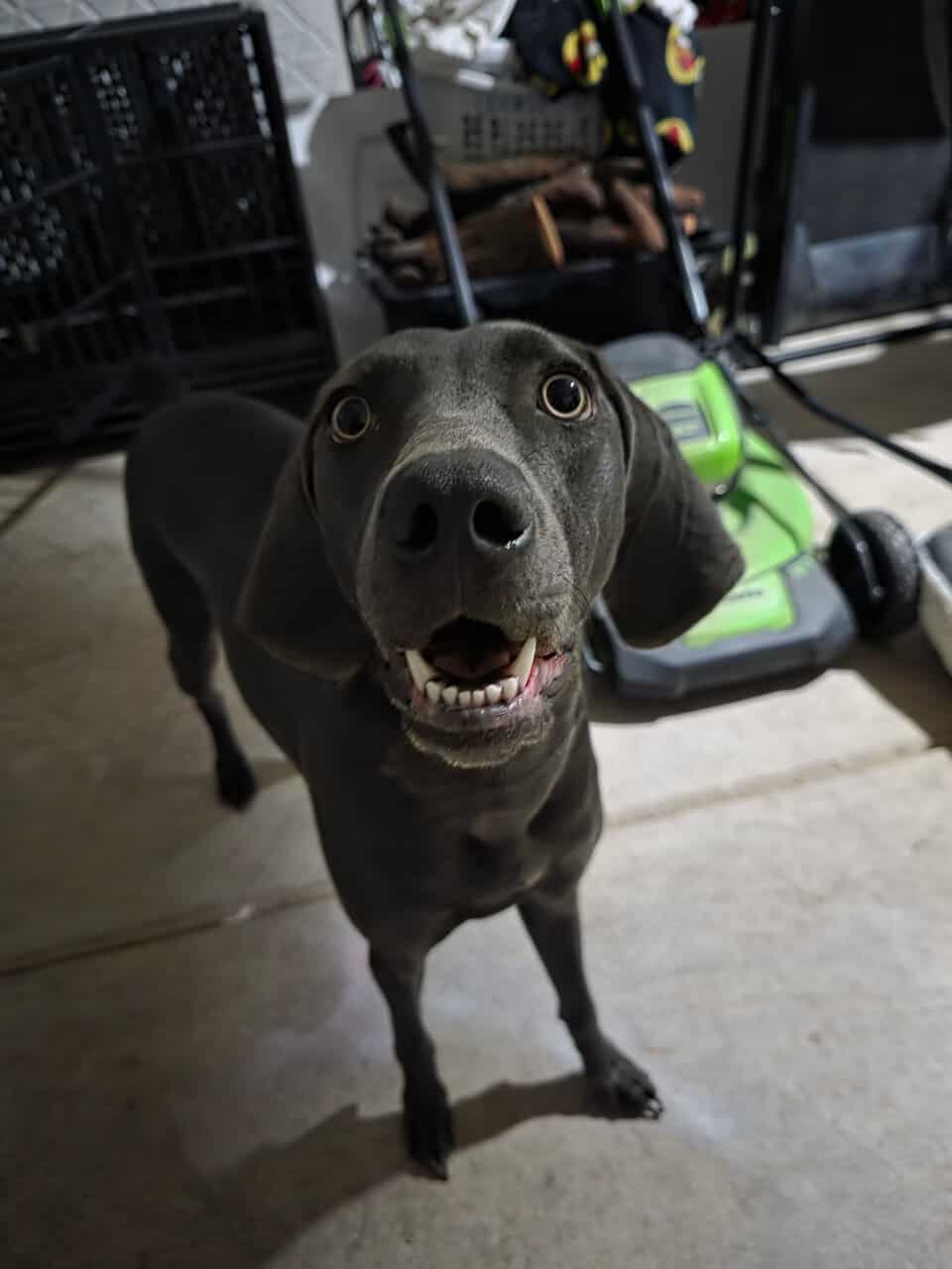 Female Blue Weimaraner image 1