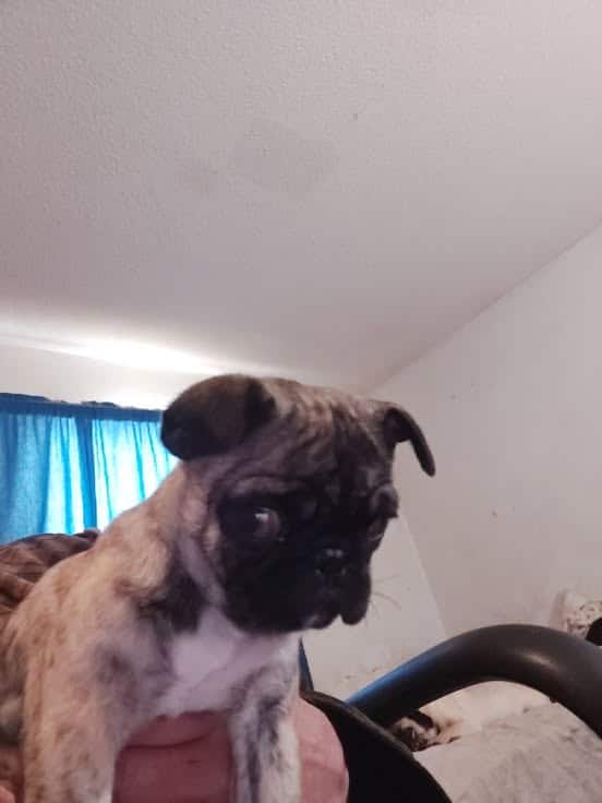 Pug Brindle female puppy image 1