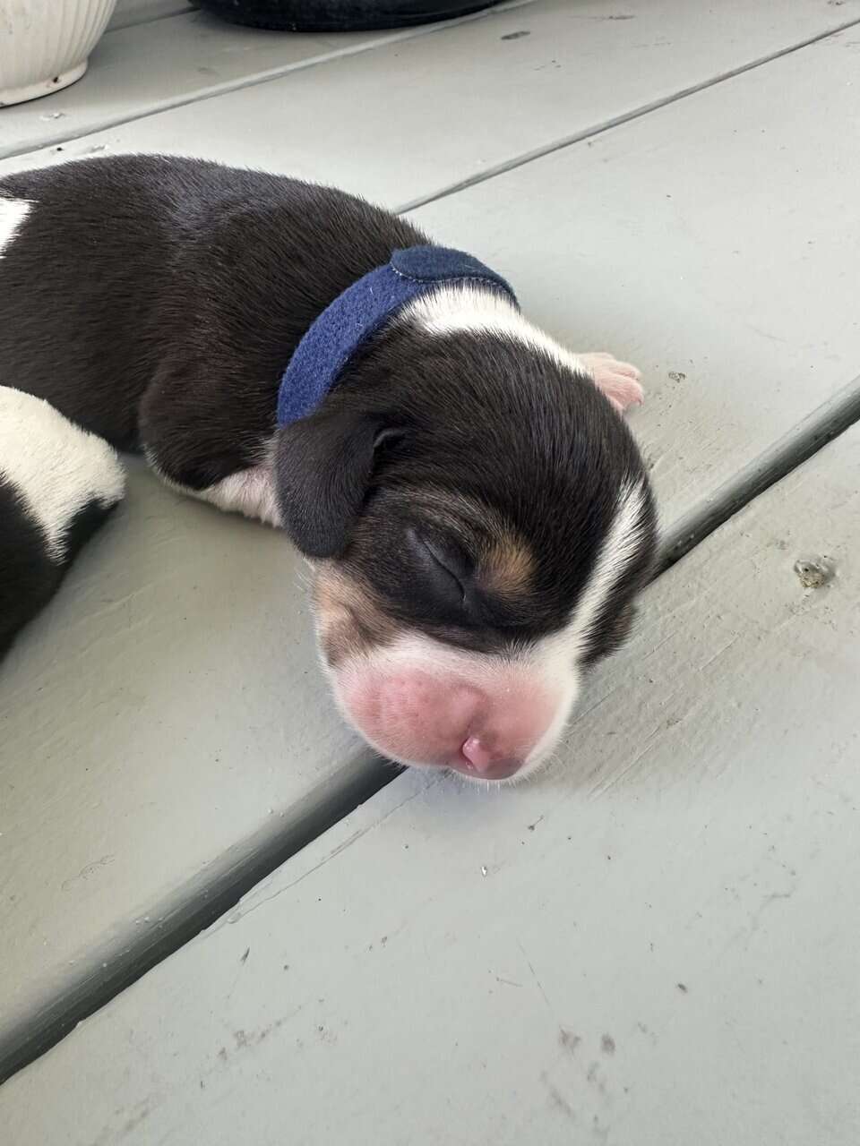 Pure Bred Beagle Puppies image 24
