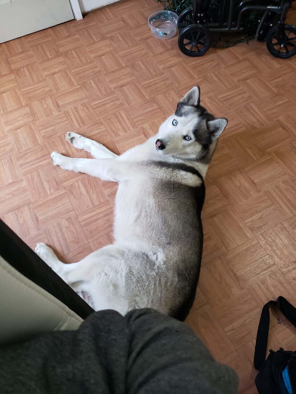Beautiful Malamute Needs New Home image 1