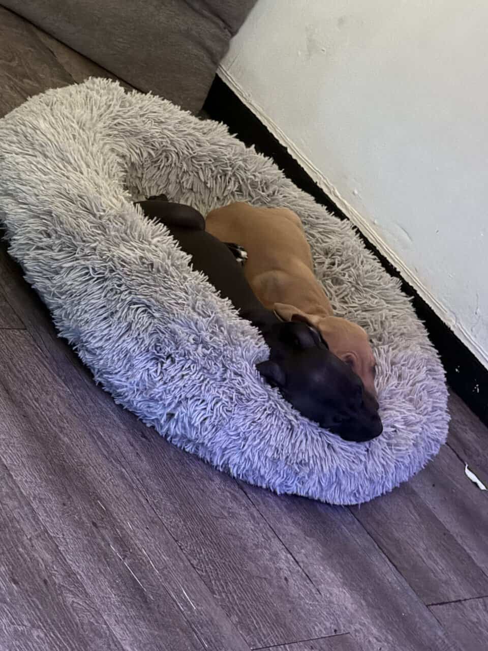 Pitpull puppies image 3