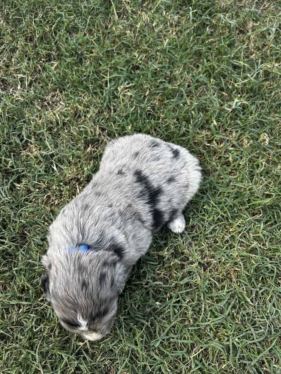 Golden Aussie (blue) image 6