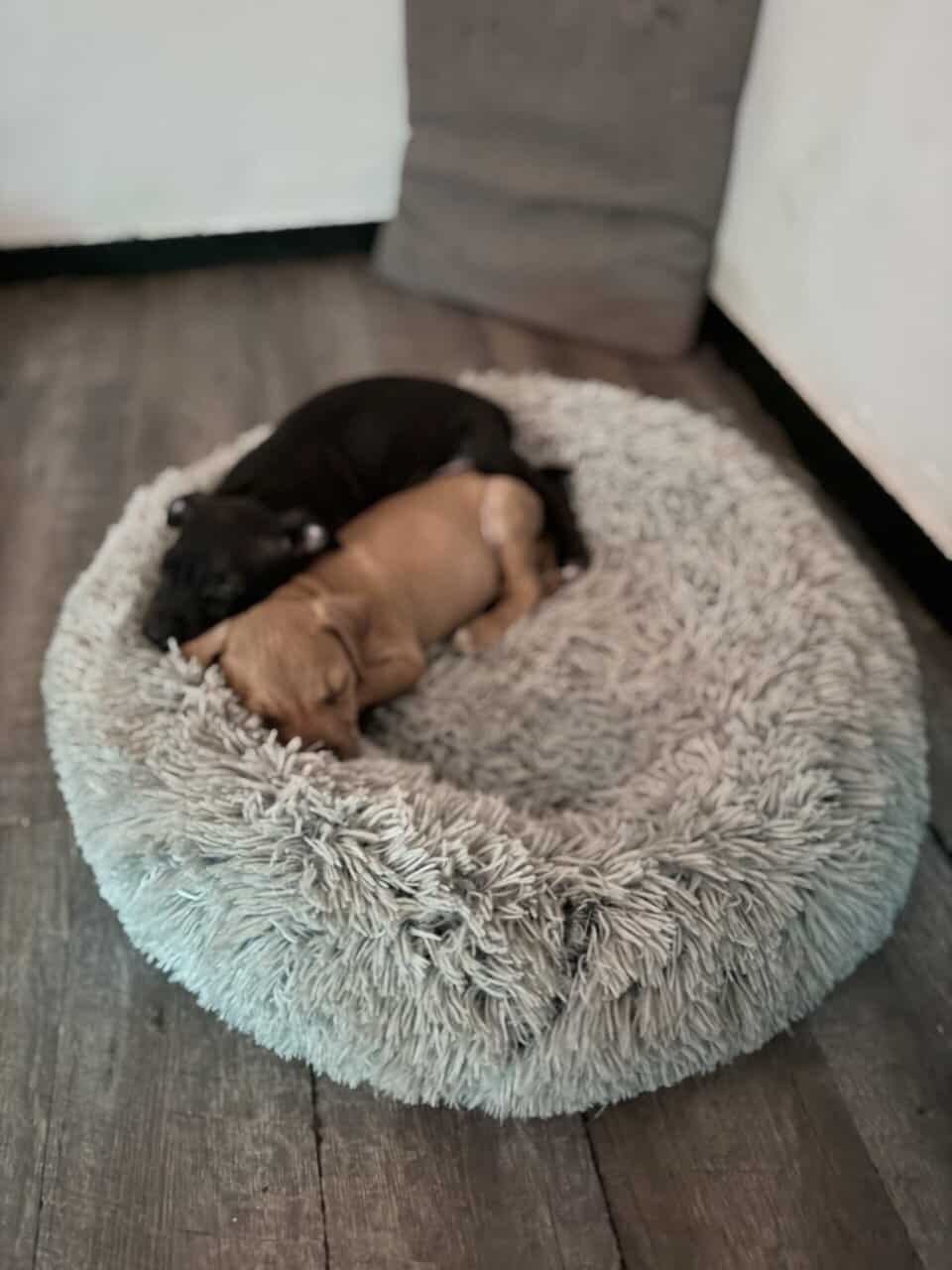 Pitpull puppies image 6