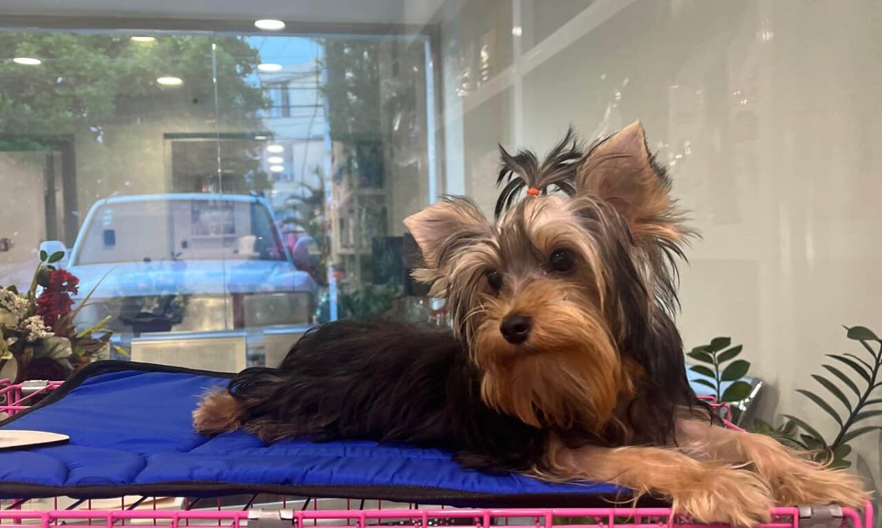 Yorkshire terrier image 2