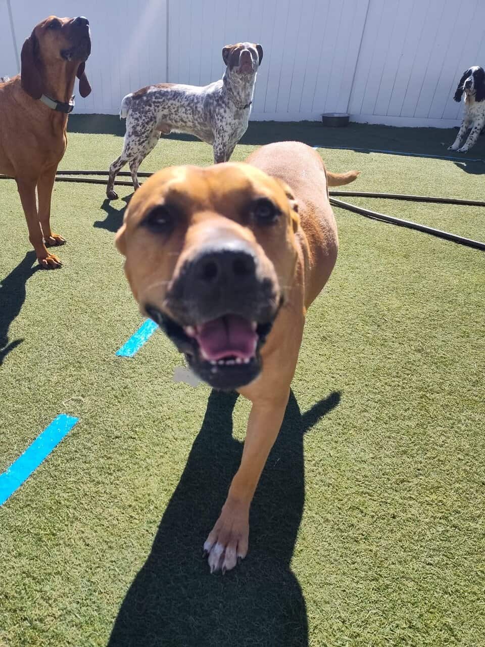 Sweet Dog for adoption image 1