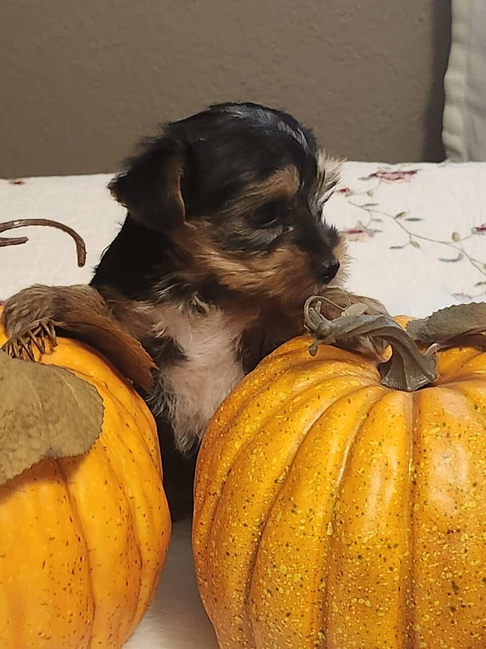 Males yorkie puppy, eight weeks, two lbs, $500.00 image 2
