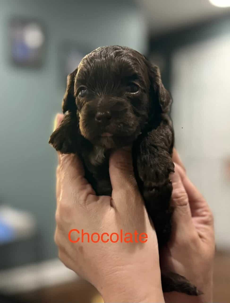 Golden doodle/Shih Tzu Miniature puppies image 6