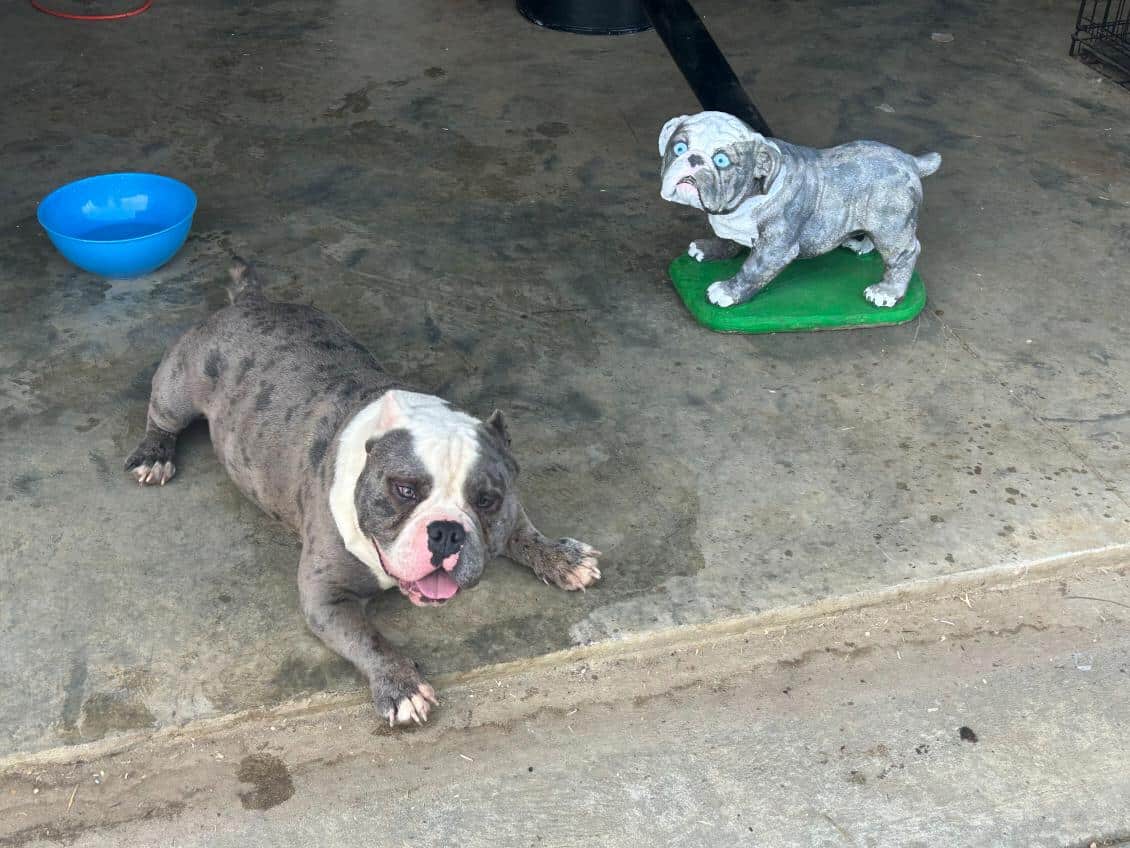 American Bullys image 13