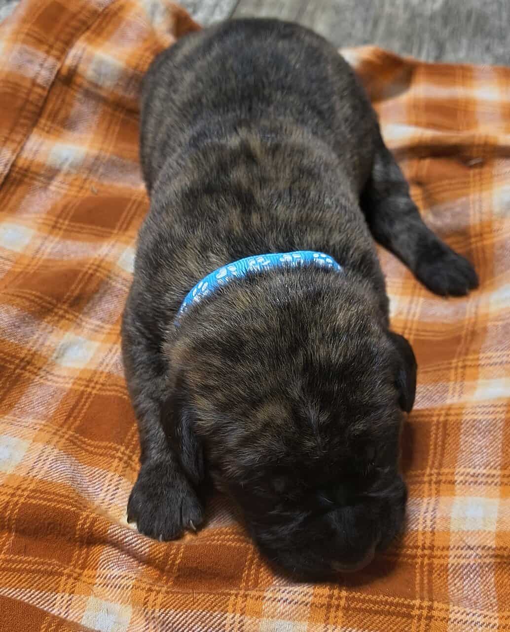 English Mastiff Puppies image 3