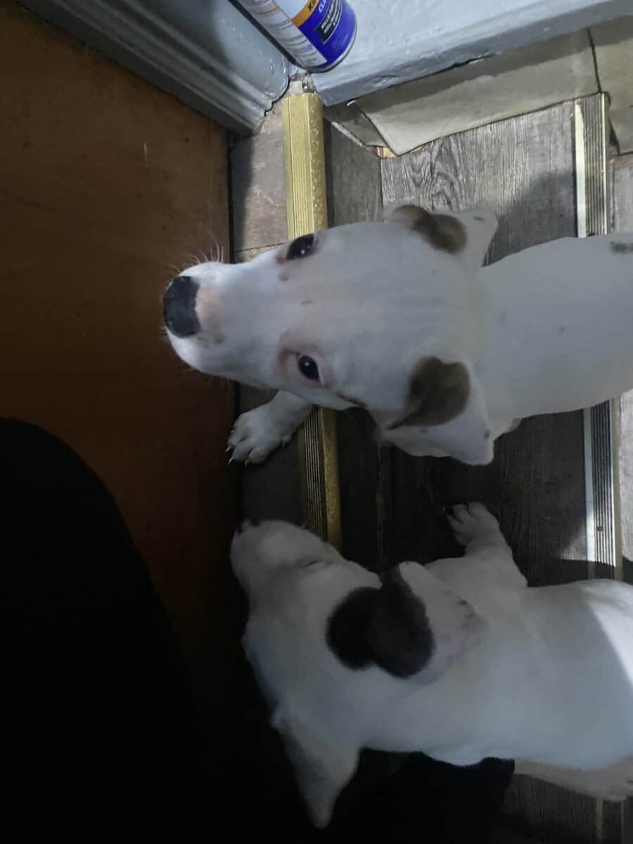 I have 3 puppy’s left 2 boys and 1 girl l image 4