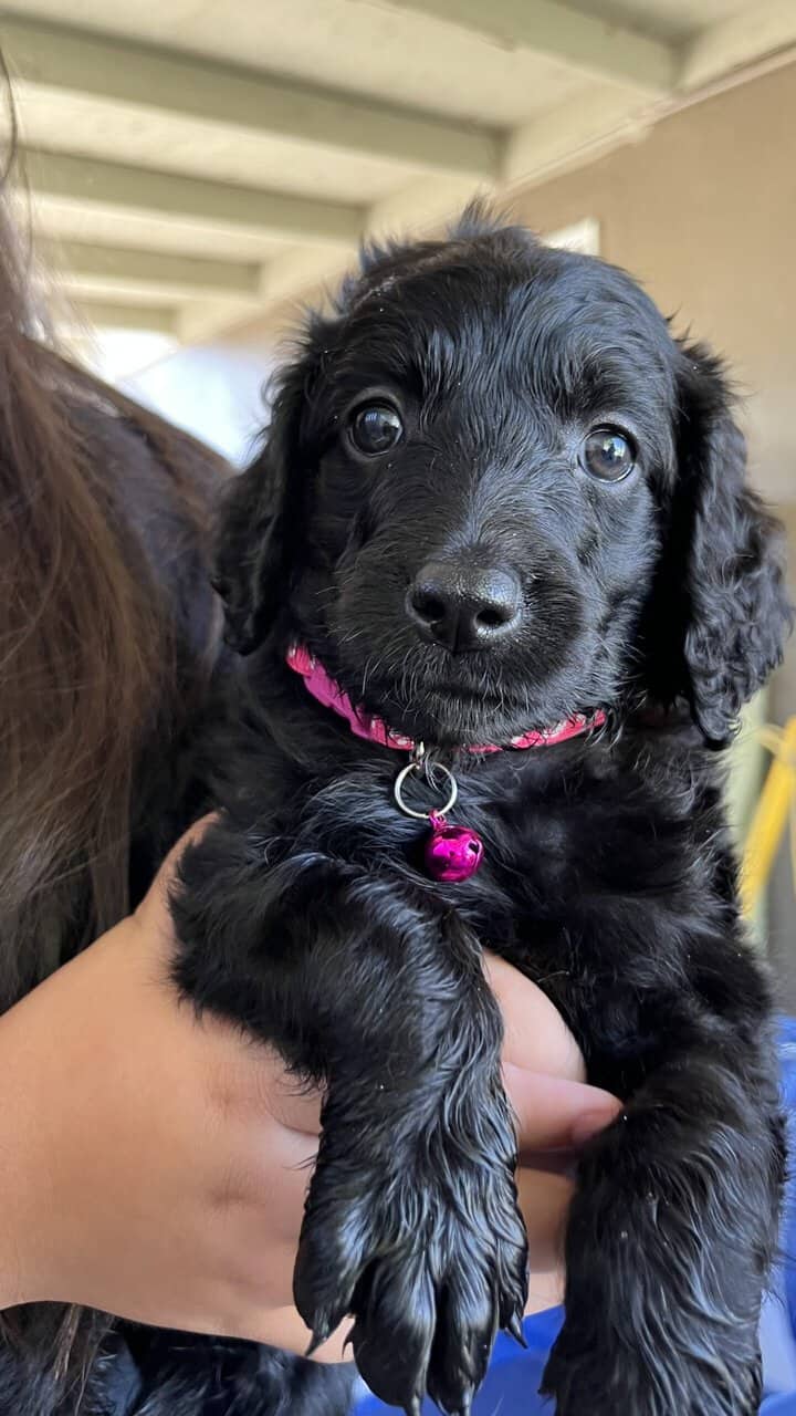 Goldenlabradoodle image 2