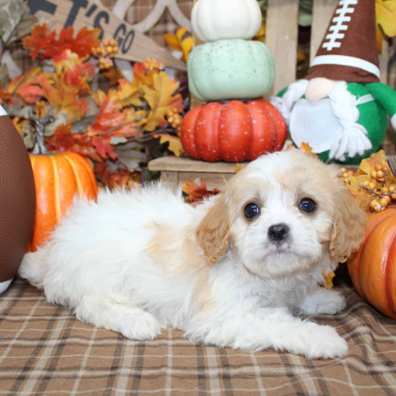 Cavchon Puppies For Sale image 5