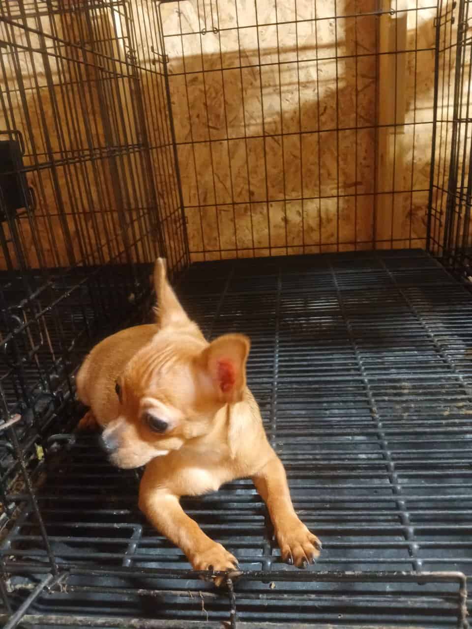 Pure Bred Chihuahuas image 2