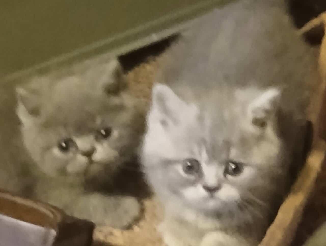 Exotic shorthaired kittens image 1