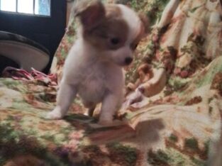 Longhaired Male Chihuahua Puppy