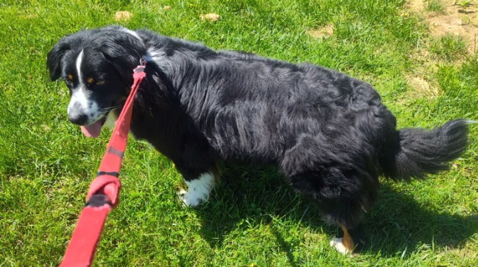 Akc Registered Australian Shepherd price negotiabl image 4