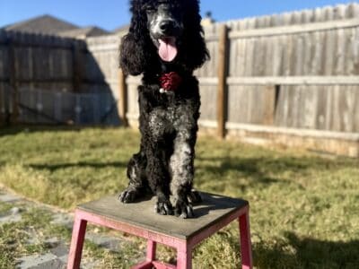 Moyen Standard Poodles