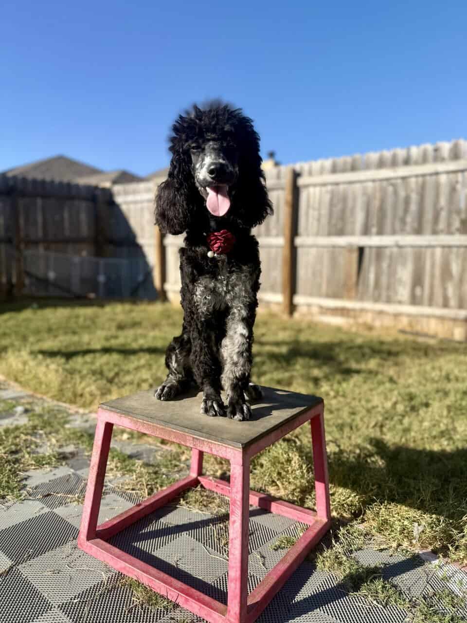 Moyen Standard Poodles image 1