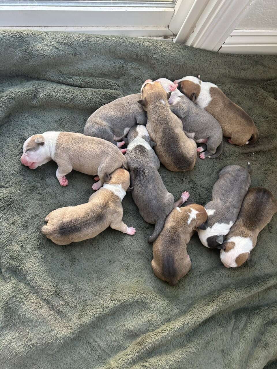 American Bully puppies 🐶 image 3