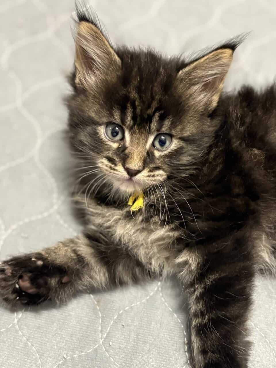 Maine Coon Kittens image 1