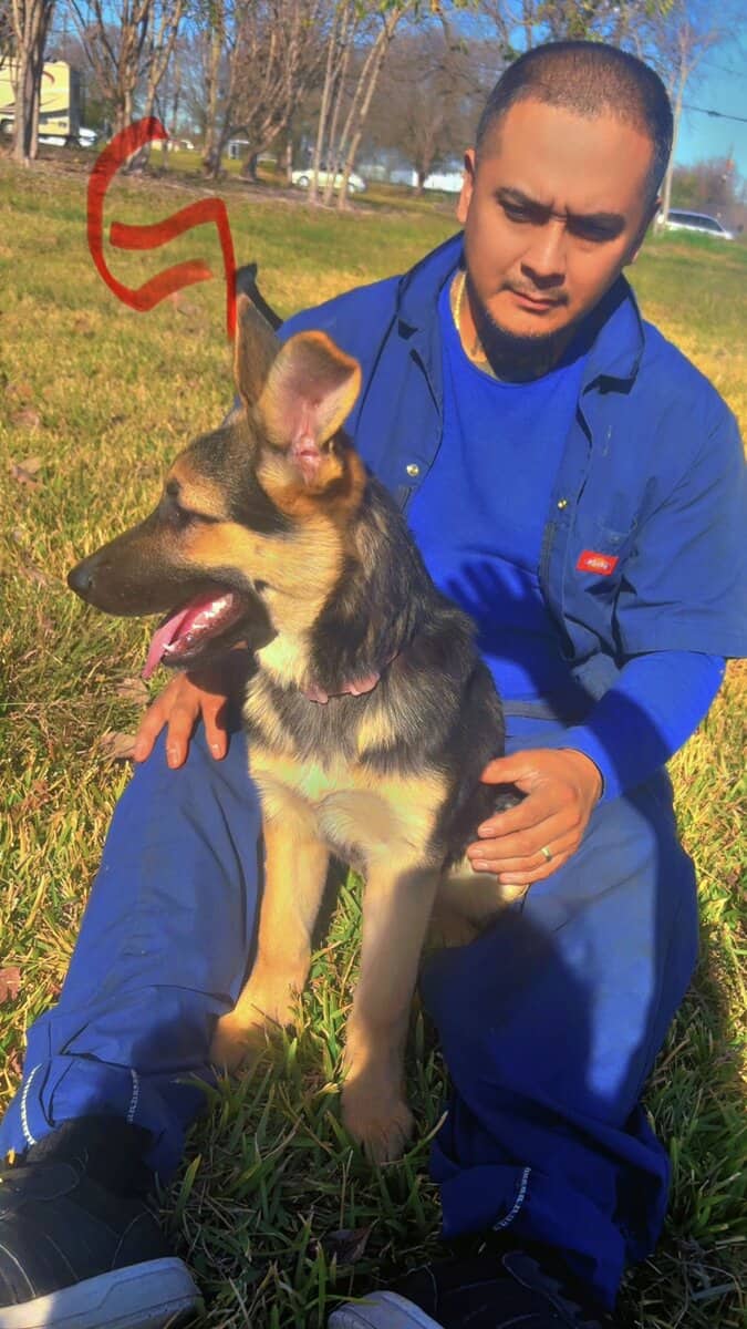 German Shepherd Puppies 4 sale SOON image 12