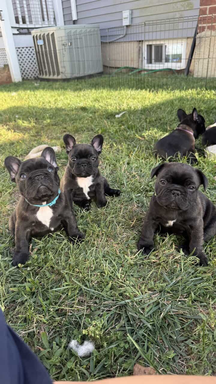 AKC Registered French Bulldogs image 5