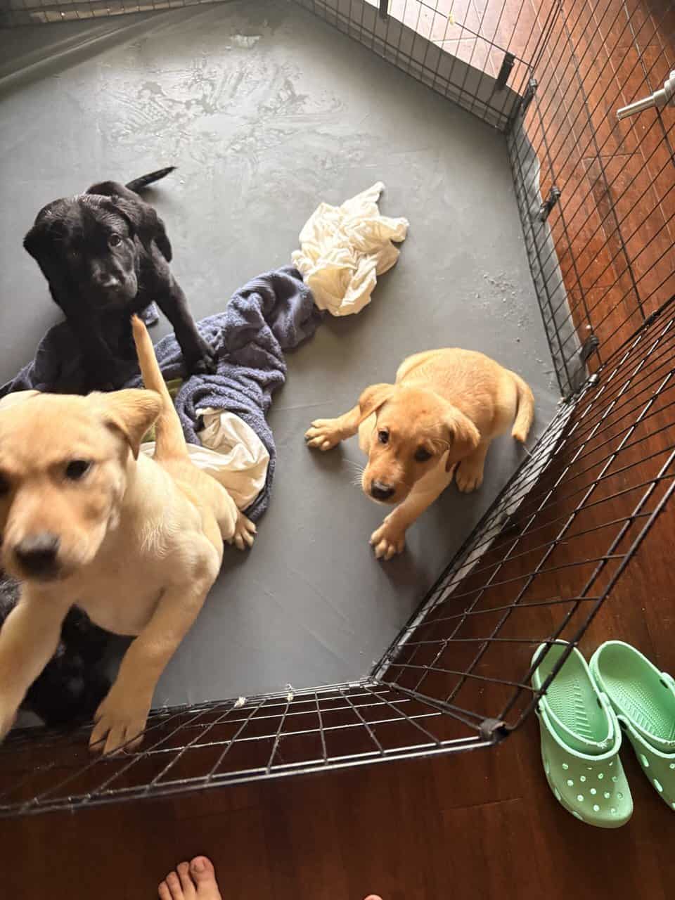 Labrador puppies image 6