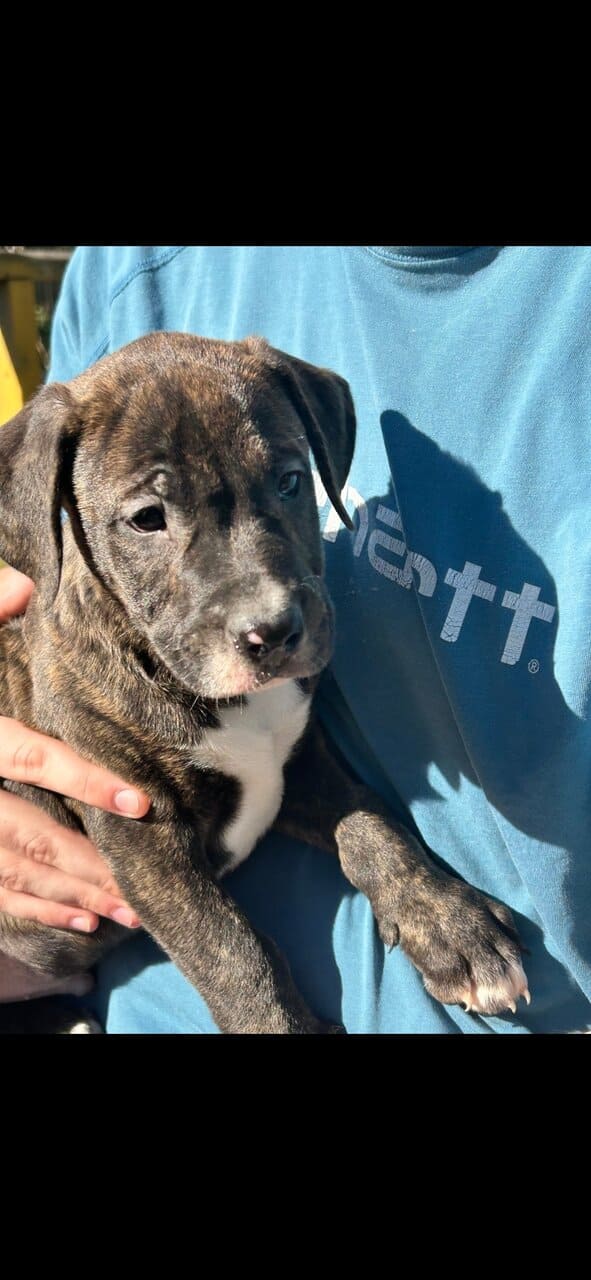 Mixed puppies image 2