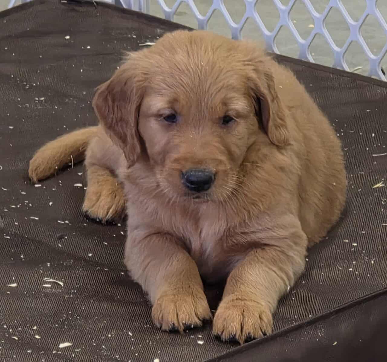 DARK RED AKC GOLDEN RETRIEVER PUPPIES image 3
