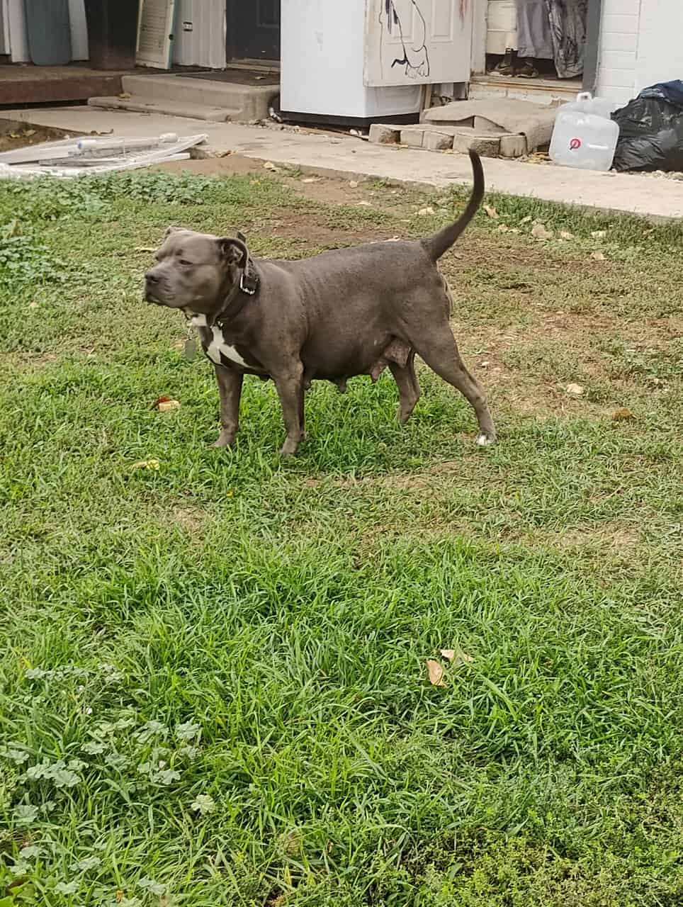 8 American bully/Staffordshire terrier puppies image 9