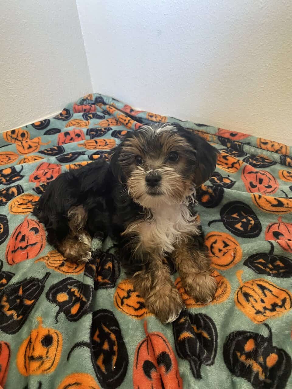 Yorkie puppy image 2