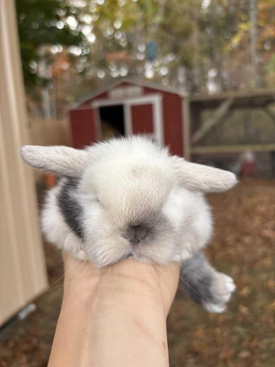 Holland Lop bunnies image 5