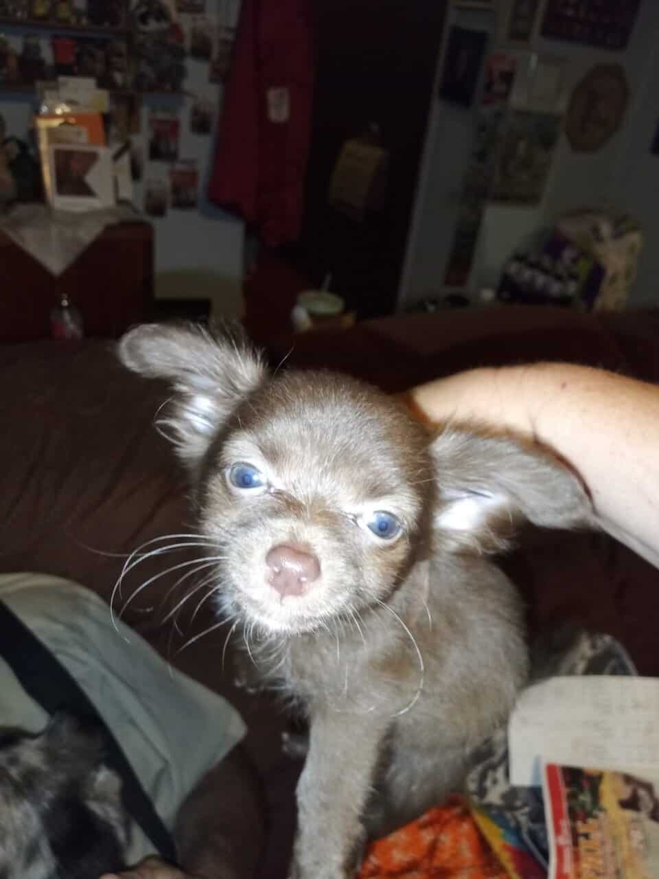 Chihuahua puppies image 2