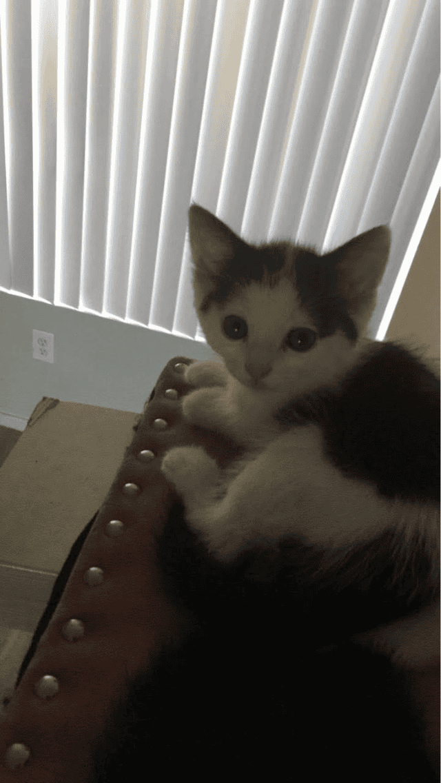 Rehoming cats image 4