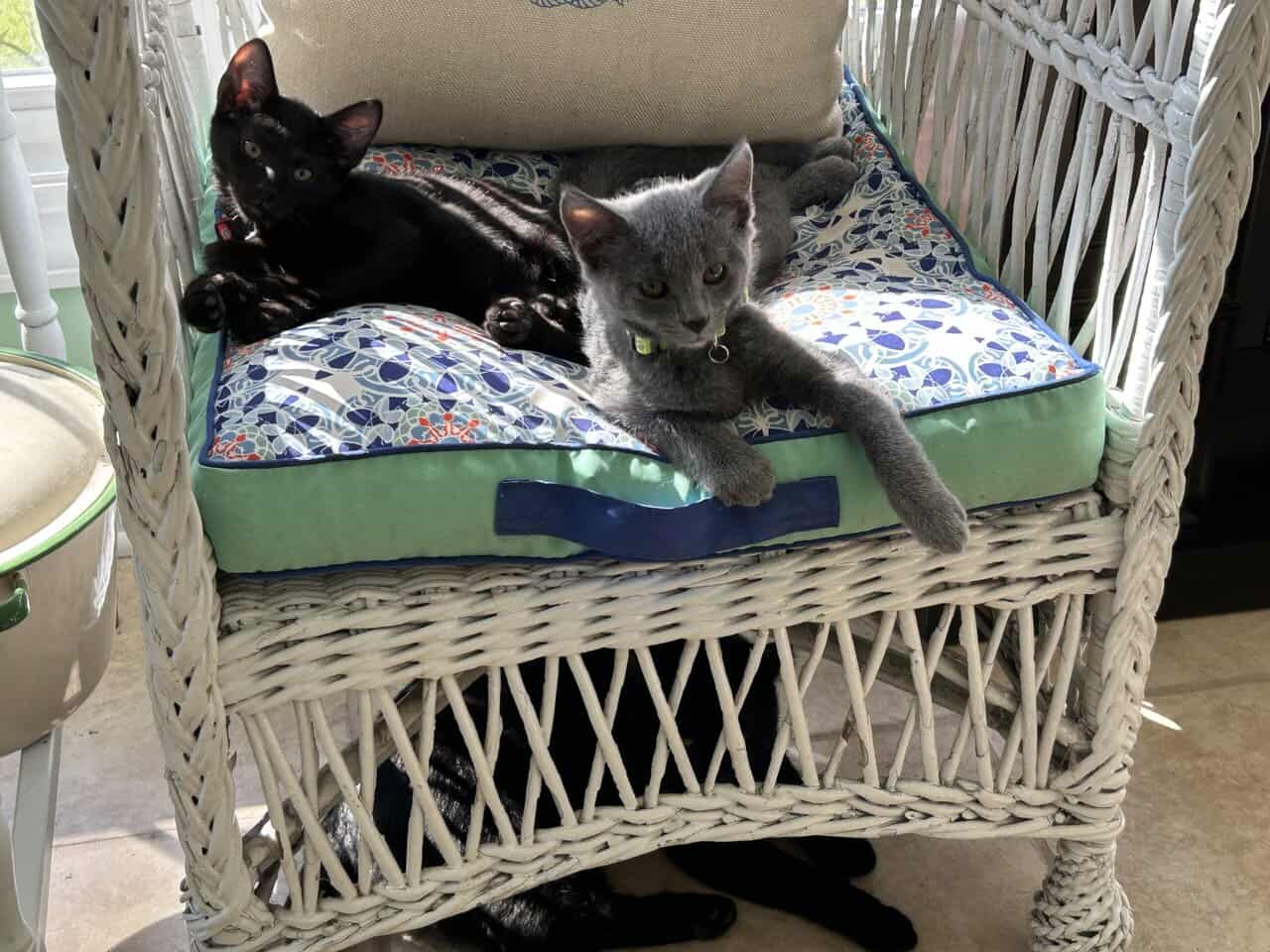 🐾 Bonded Black Kittens & Gray Pal – Shallotte NC image 8