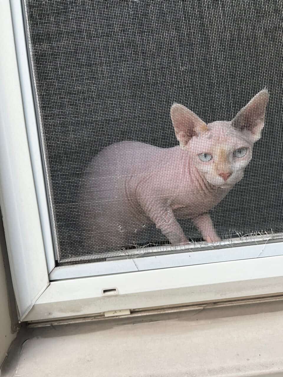 Sphynx Cat image 6