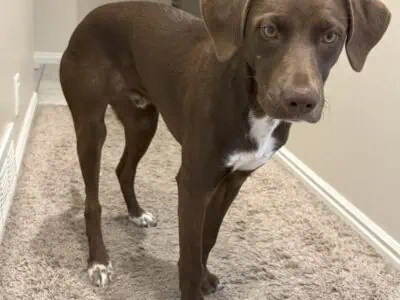 German Short-Haired Pointer