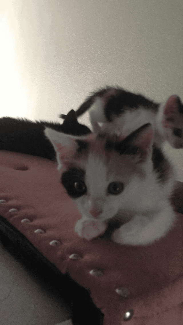 Rehoming cats image 2