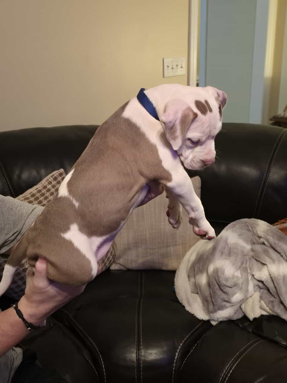 Pitbull Terrier image 2