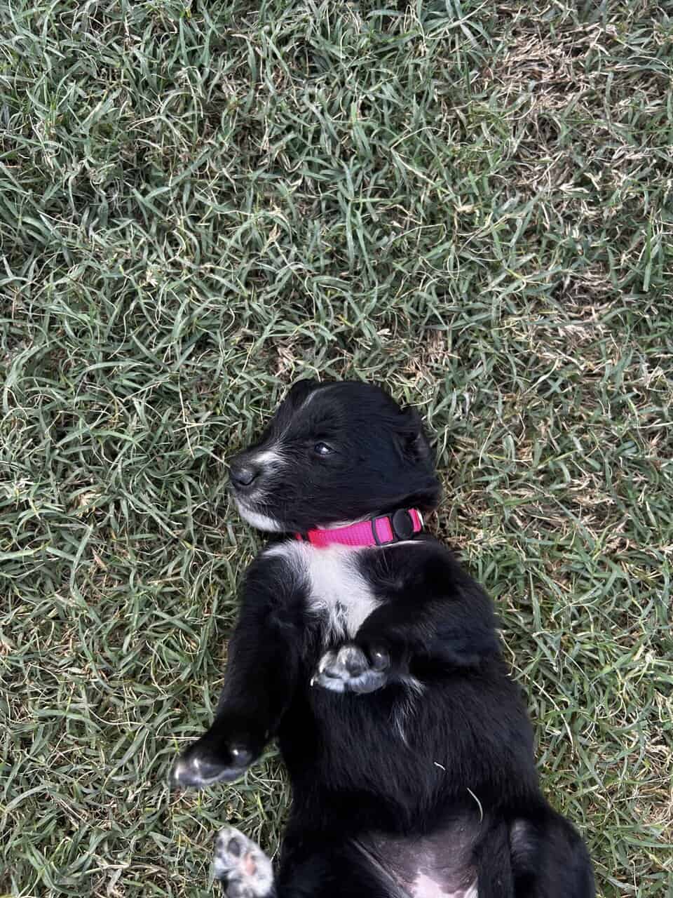 Golden Aussie (hot pink) image 3