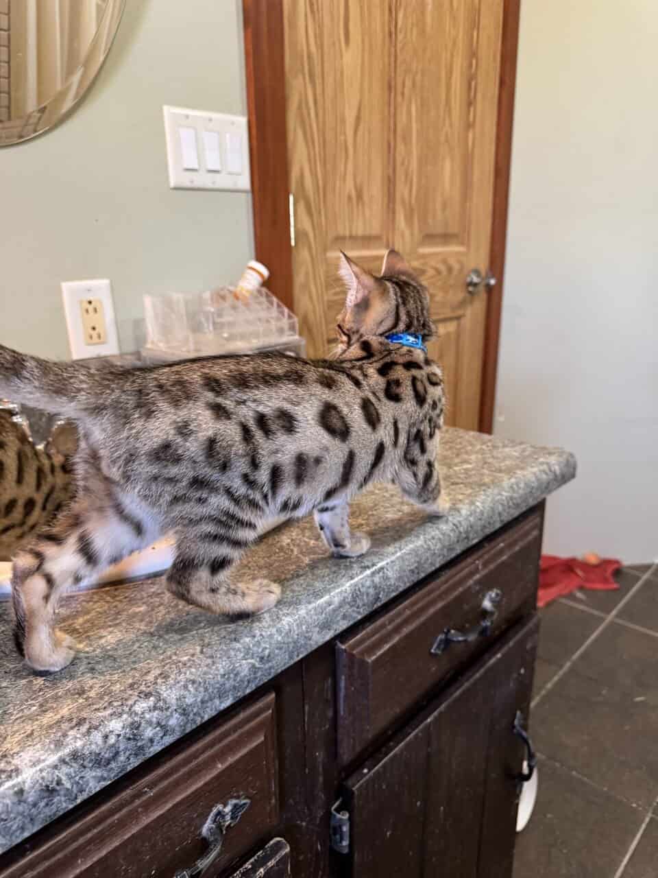 Beautiful Bengal Kittens image 14