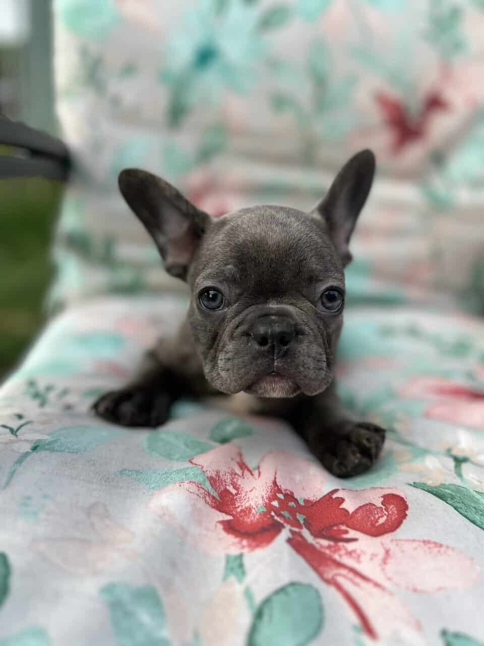 Blue French bulldog puppies image 2