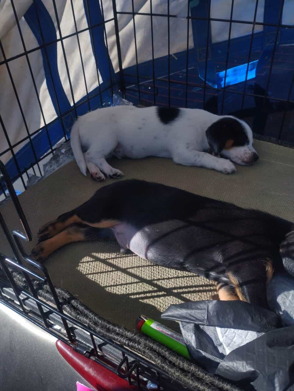 Lil 11 week old boy black and tan chiweenie image 2