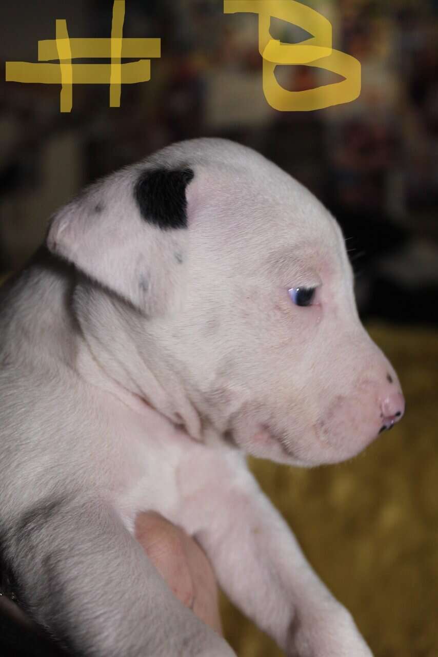 Lab & Pit mix Ready for their fur ever Homes Nov18 image 21