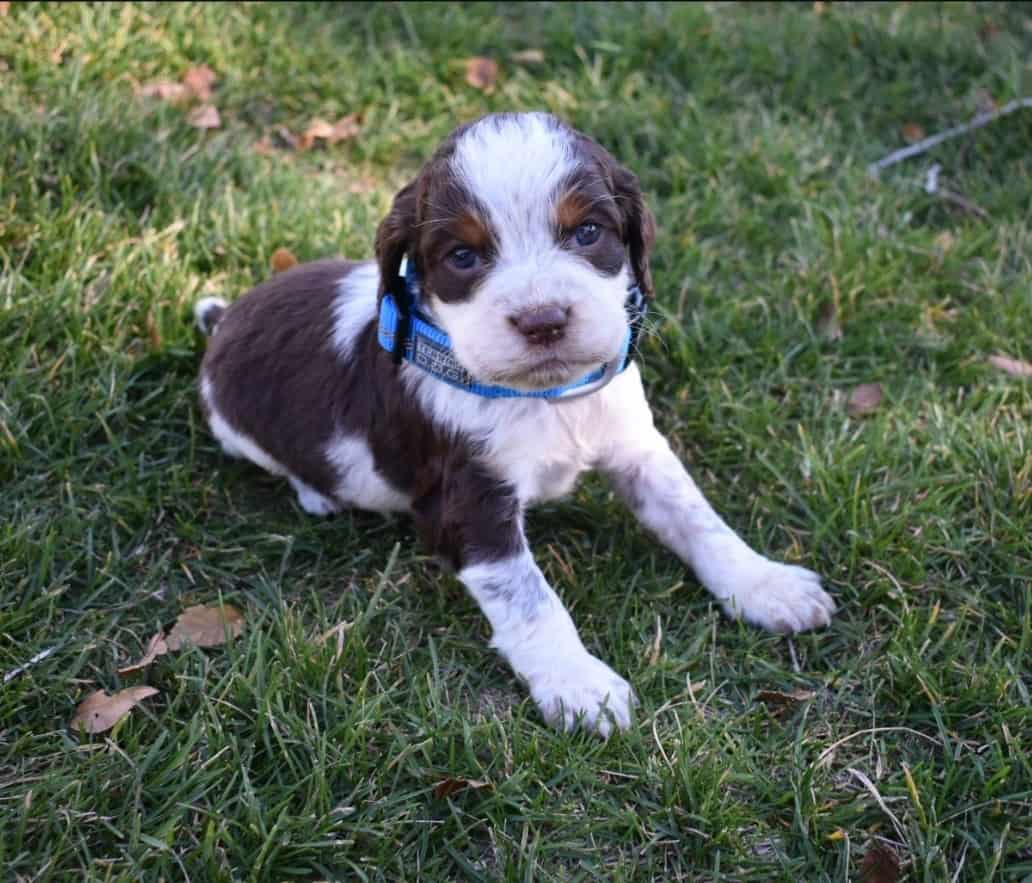English Springer Spaniels image 3
