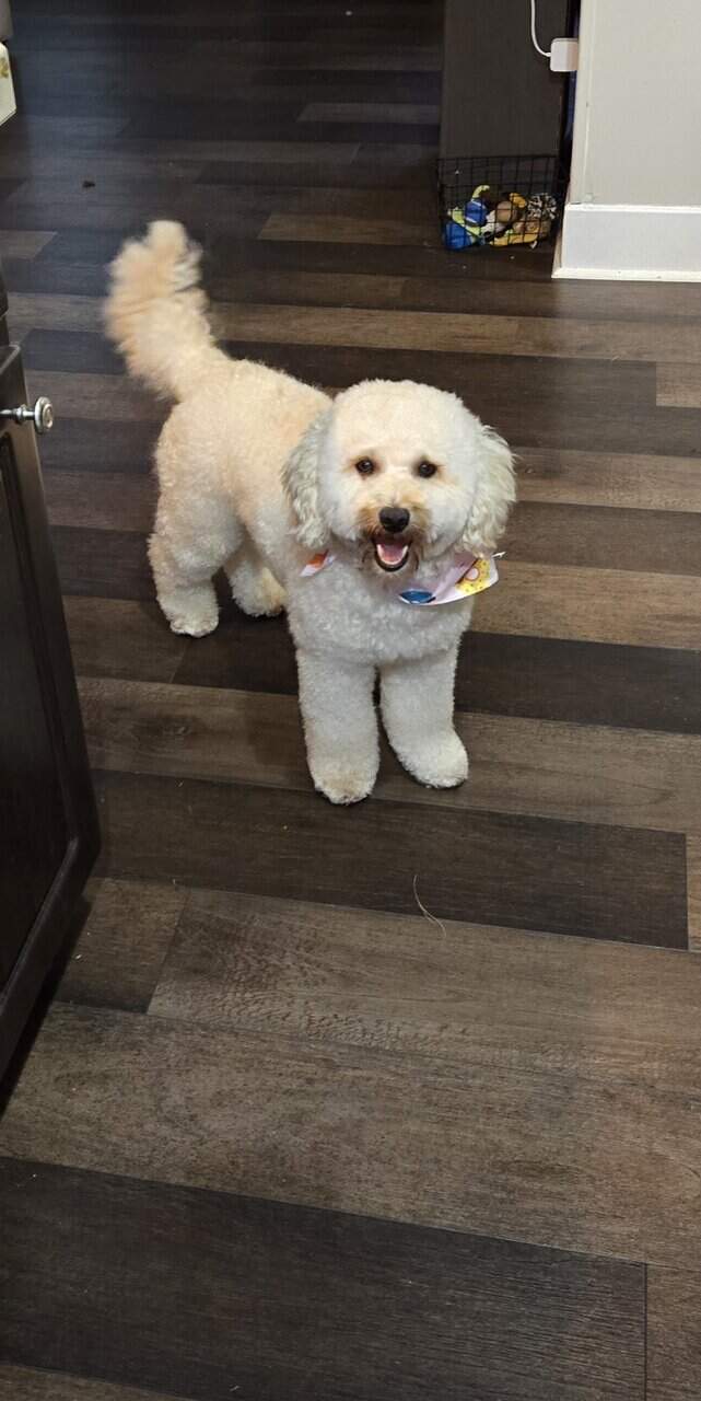 Bichon Frisé for adoption image 4
