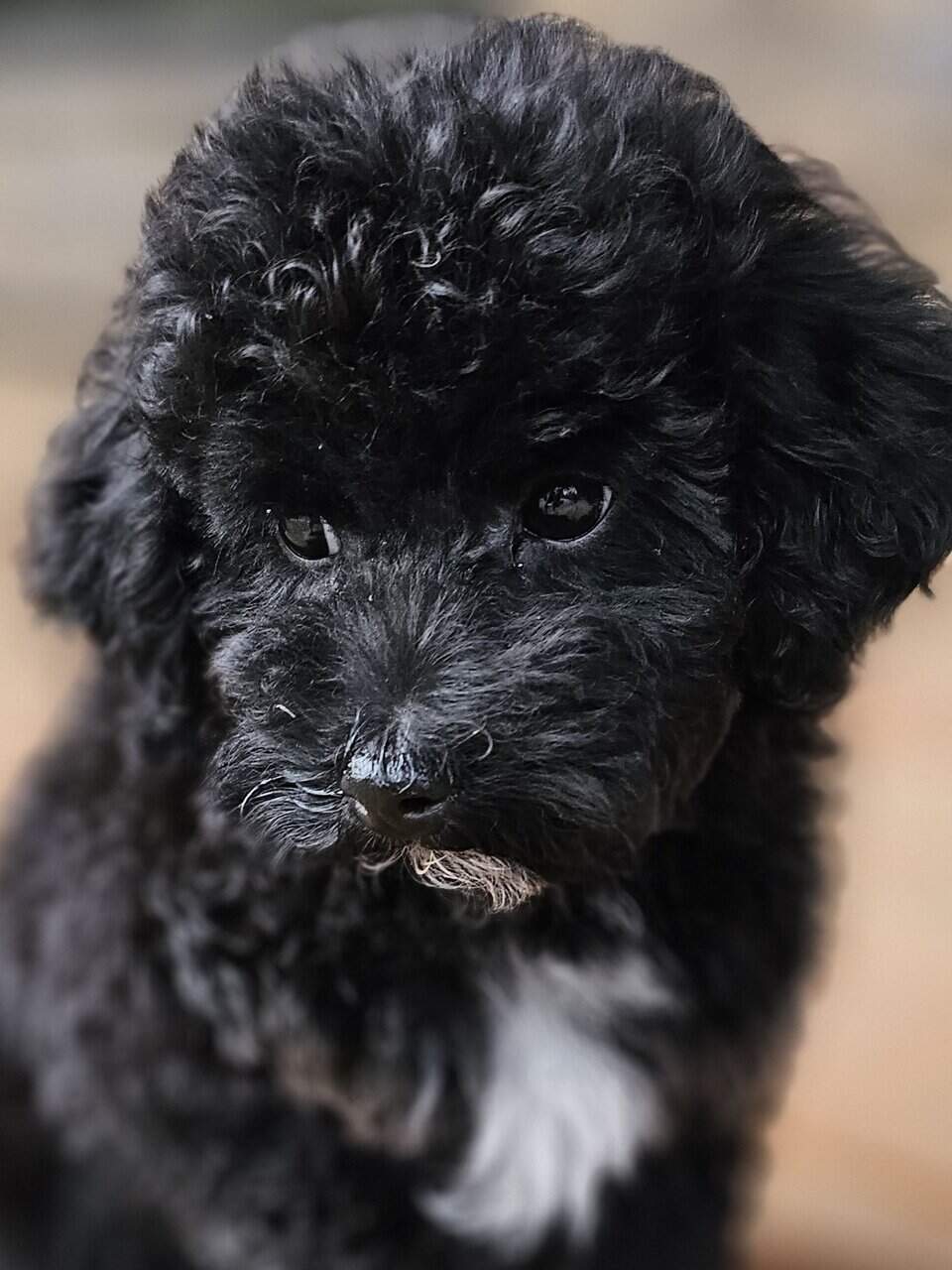 Mini Multigen Goldendoodle Puppy- Male image 3