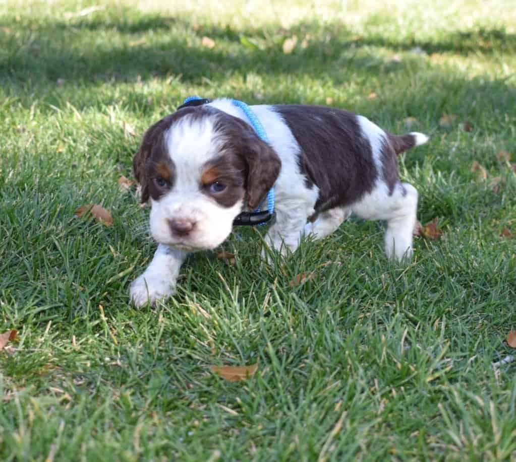 English Springer Spaniels image 4