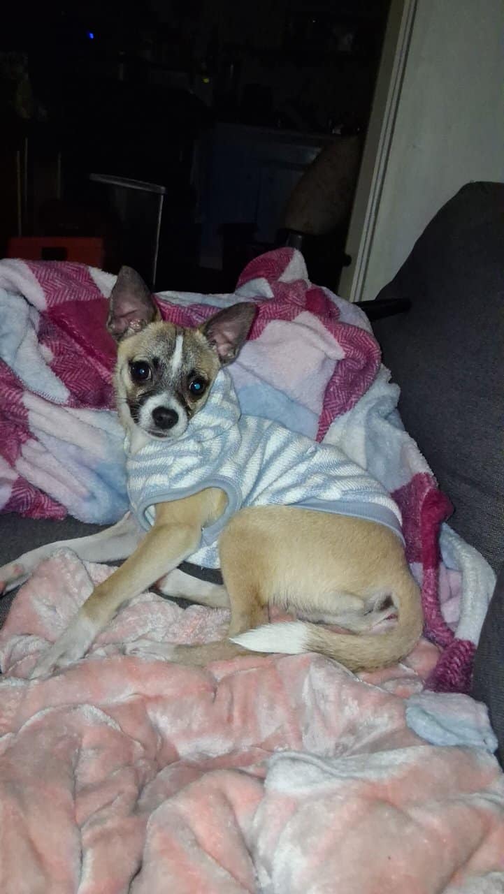 Deerhead Chihuahua 1 yr. Old Male (Boochie) image 8